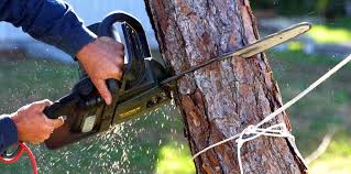 Best Tree Disease Treatment  in Borrego Springs, CA