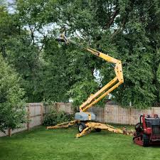 Best Tree Health Inspection  in Borrego Springs, CA