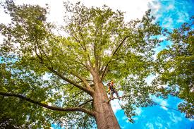 Best Leaf Removal  in Borrego Springs, CA