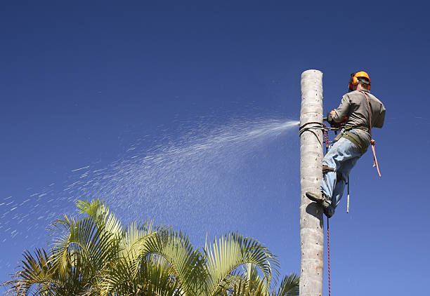 Best Lawn Renovation and Restoration  in Borrego Springs, CA