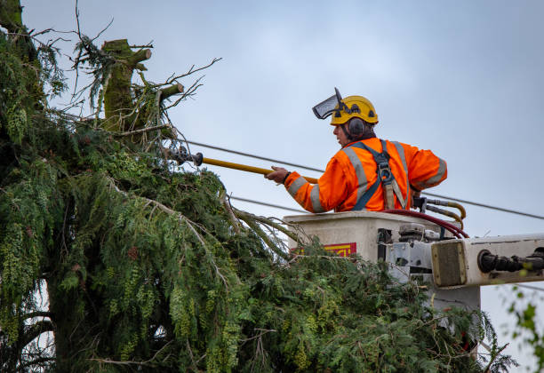 Best Tree Cabling and Bracing  in Borrego Springs, CA