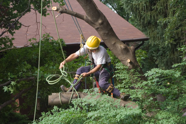 Best Arborist Consultation Services  in Borrego Springs, CA