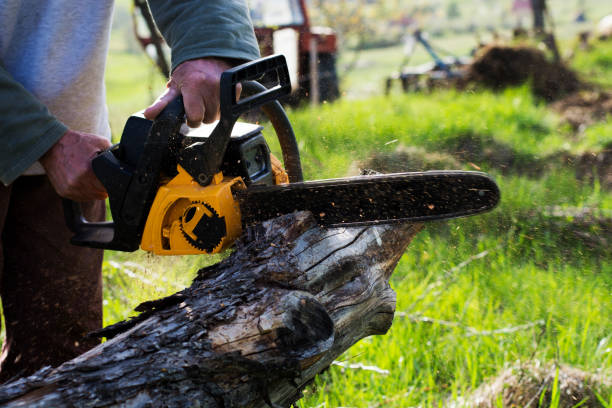  Borrego Springs, CA Tree Care Pros